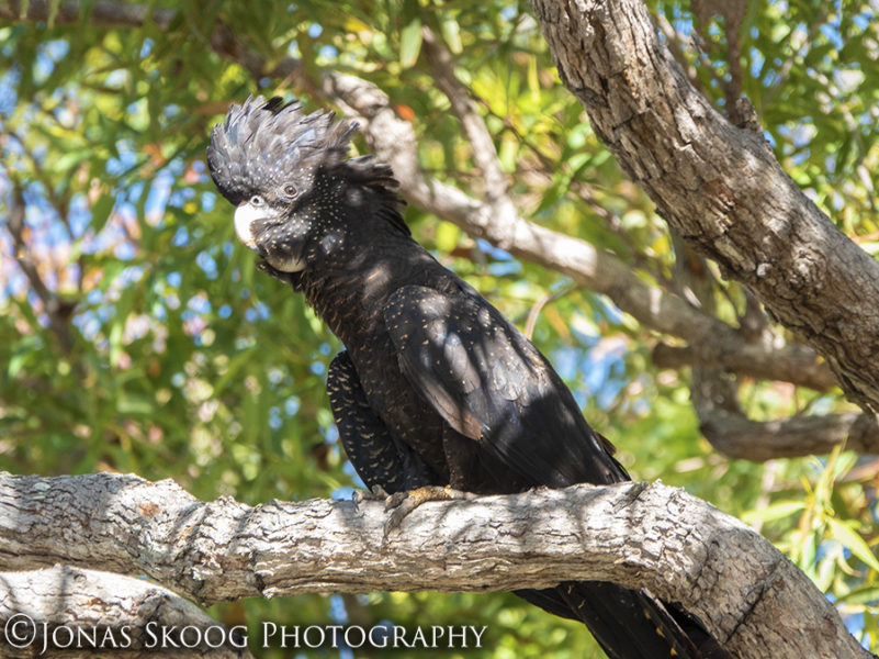 Black Cockatoo - Region of Gladstone, Queensland