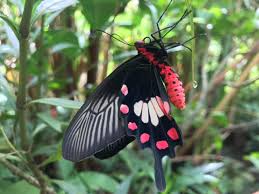 Banteay Srey Butterfly Centre - Siem Reap