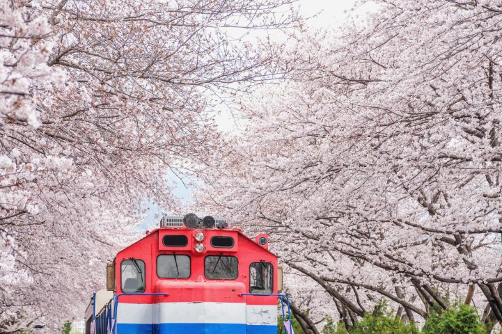 Jinhae-Gyeonghwa-Station cobered in cherry blossoms