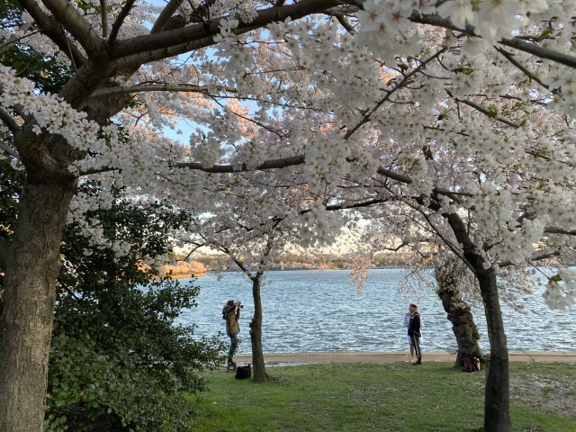 a couple having a photo taken under cherry blossom trees at National Cherry Blossom Festival – Washington DC, USA