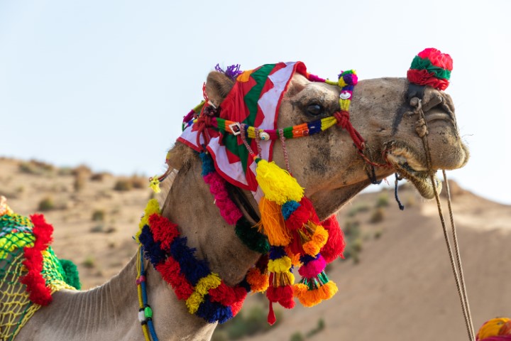 A camel dressed in colourful accessories at Jaisalmer Desert Festival in India