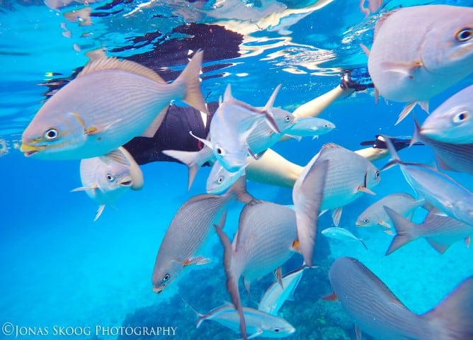 surrounded by fish while snorkelling makes Cozumel worth visiting