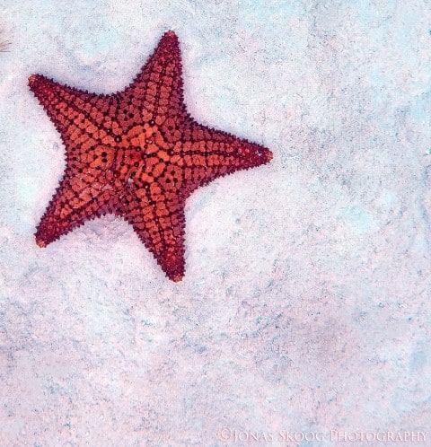 red starfish