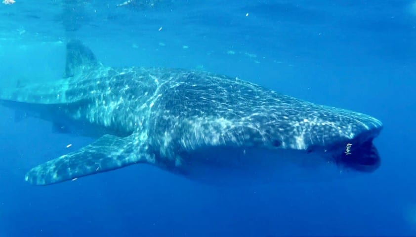 is cozumel worth visiting? absolutely, if only to see a whale shark in mexico waters