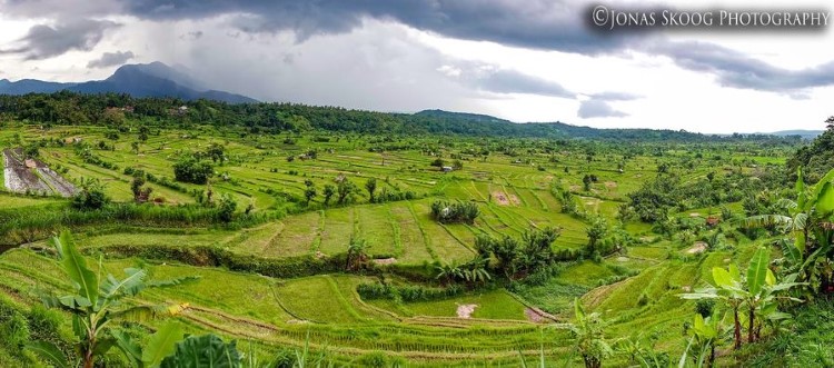 A view of the stunning terraced rice paddy fields in Bali. This should be on any ones Southeast Asia bucket list.