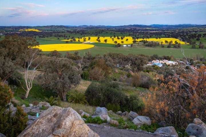 view of yellow canola fields from Bellevue Hill Lookout in Cowra