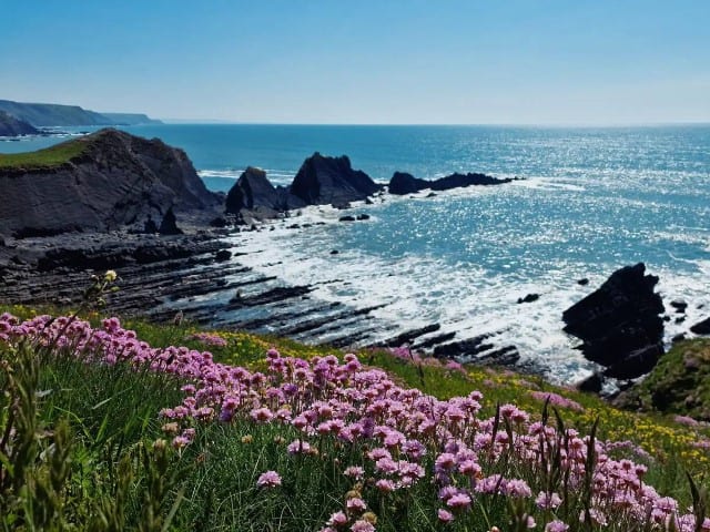 spring flowers in the forefront of a view of cliffs lading into the water